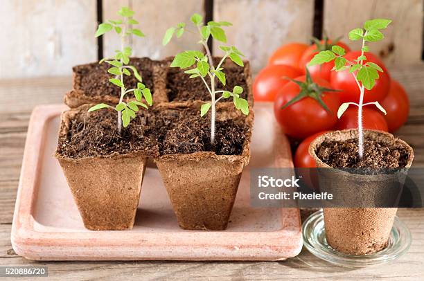 Young Tomato Plants And Ripe Tomatoes Stockfoto en meer beelden van Tomaat - Tomaat, Zaailing, Planten
