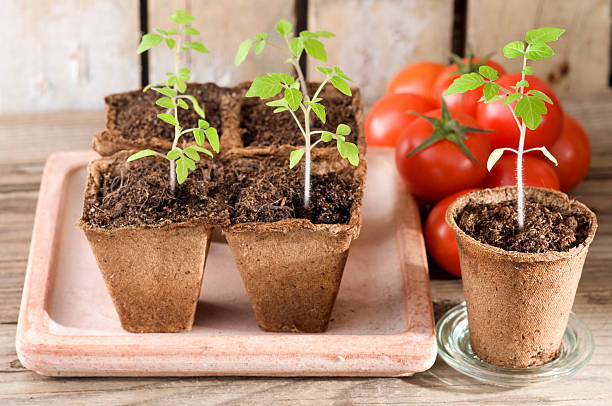 młodych roślin pomidora i dojrzałych pomidorów - planting tomato vegetable garden vegetable zdjęcia i obrazy z banku zdjęć