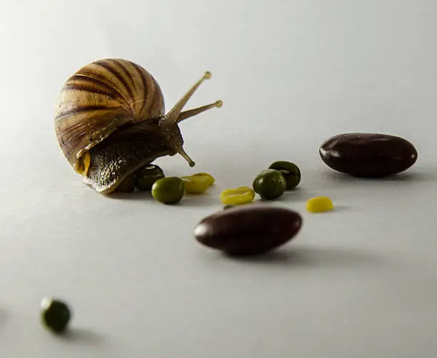 Photo of bean and snail slow down on white background