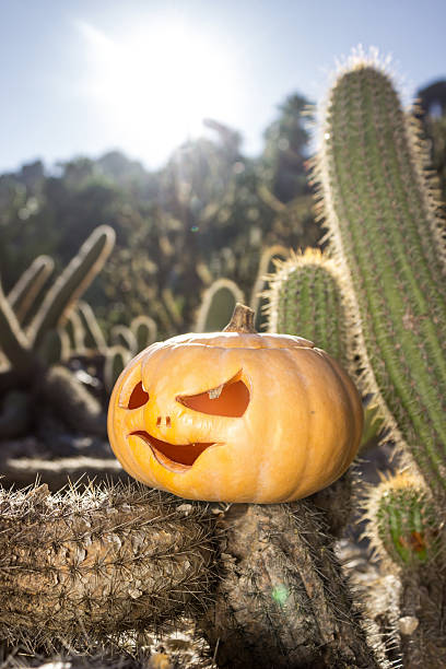 Halloween scary pumpkin jack-o-lantern with a smile on front the cactus wild west background in sun light
