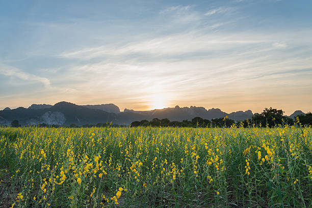istock Sunhemp Crotalaria juncea flower field and mountain 520887668