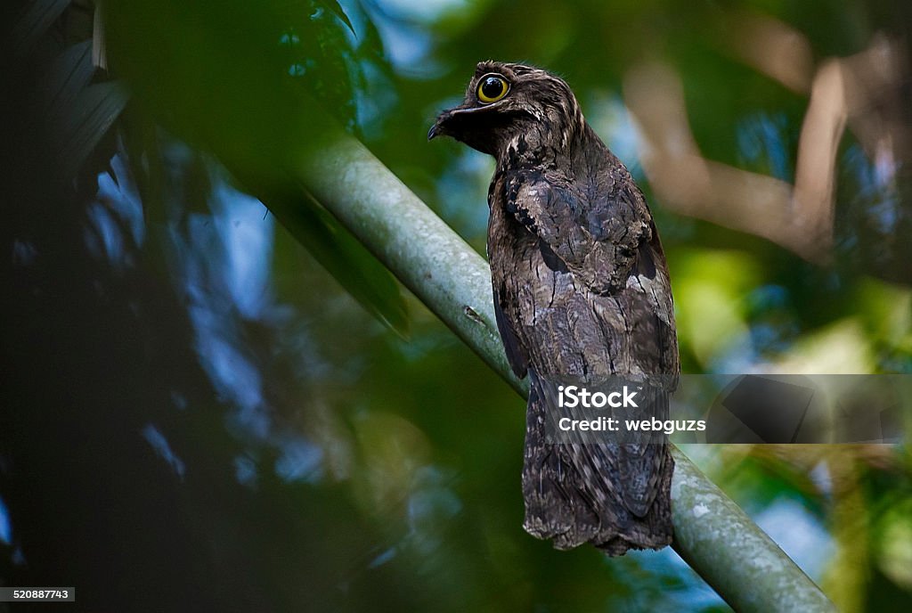 Common putu Amazon Rainforest Stock Photo