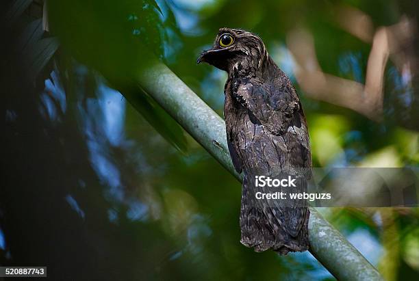 Common Putu Stock Photo - Download Image Now - Amazon Rainforest, Amazon Region, Animal Wildlife