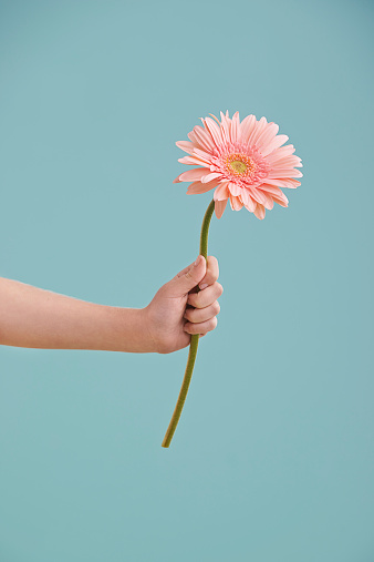 A little girl's hand presenting a flower while isolated