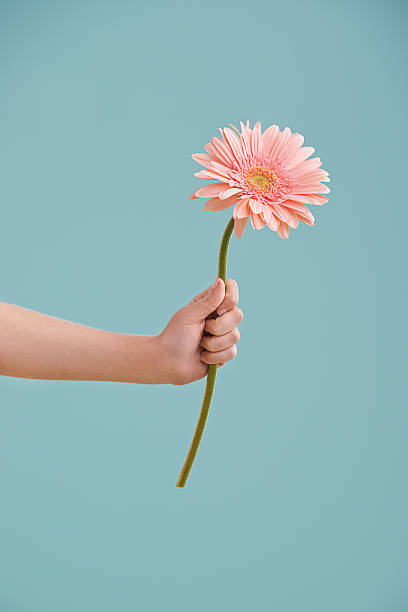 Something to brighten up your day A little girl's hand presenting a flower while isolated single flower photos stock pictures, royalty-free photos & images