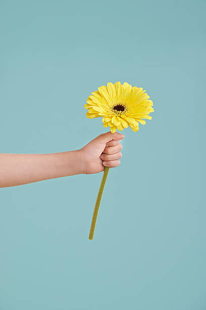 here.it'para usted. - gerbera daisy single flower flower spring fotografías e imágenes de stock