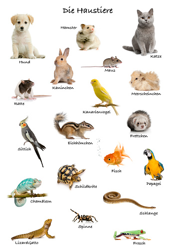 Collage Of Pets And Animals In German Studio Shot Stock Photo - Download Image Now - iStock Collage Of Pets And Animals In German Studio Shot Stock Photo - Download Image Now - iStock