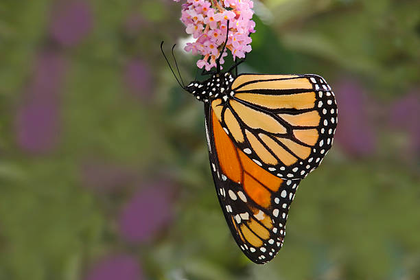 istock Monarch Butterfly on Butterfly Bush 520888291