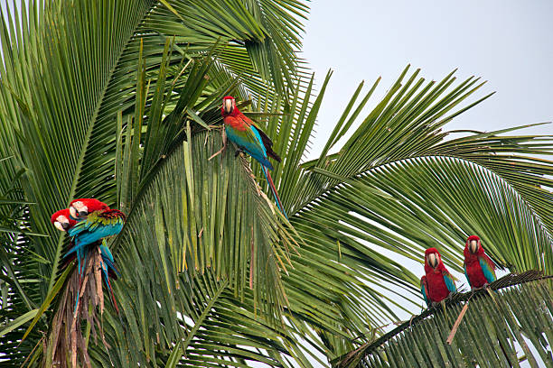 istock red and green macaws in a palm tree 520888463