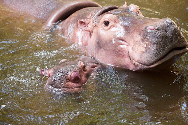 istock Baby hippo and the mother in a pool 520888537