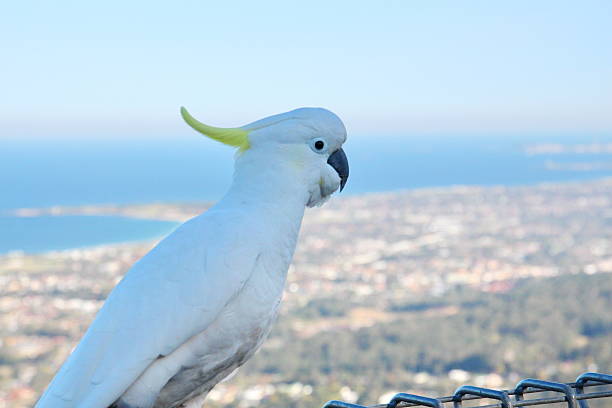 istock Australian Cockatoos 520888545