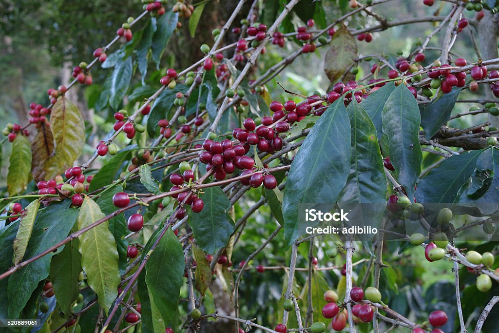 Cafeeiro com frutas silvestres. - Foto de stock de Agricultura royalty-free