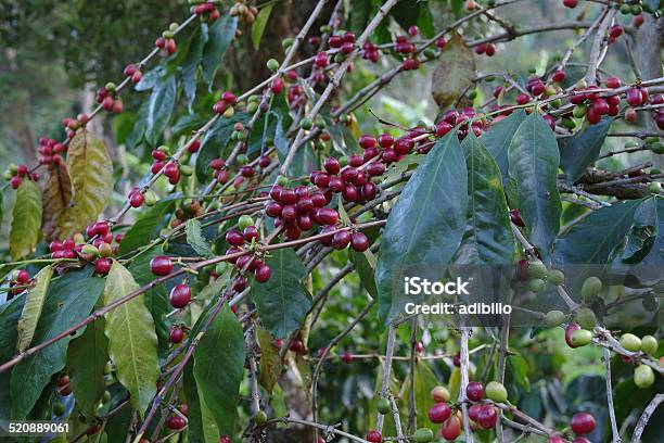 Foto de Cafeeiro Com Frutas Silvestres e mais fotos de stock de Agricultura - Agricultura, Baga - Fruta, Café - Colheita