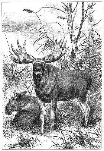 Moose or Eurasian Elk (Alces alces)