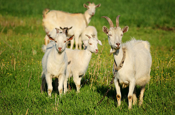 istock Goat family in a green field 520889307