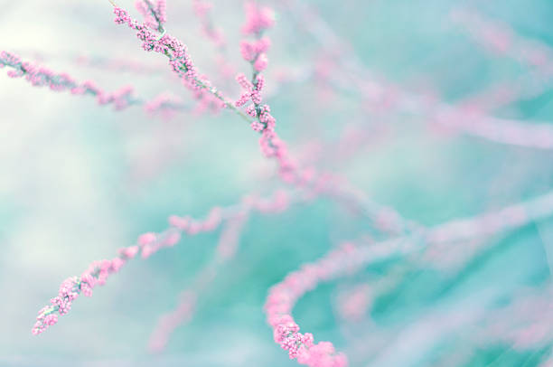 istock Delicate background with soft  light. Shallow depth of field 520889794