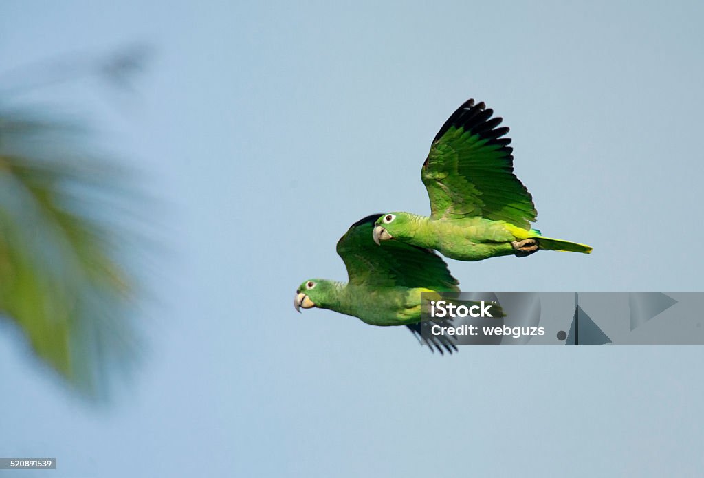Parots In Flight Green Parrots In Flight Stock Photo - Download Image Now - Amazon ...
