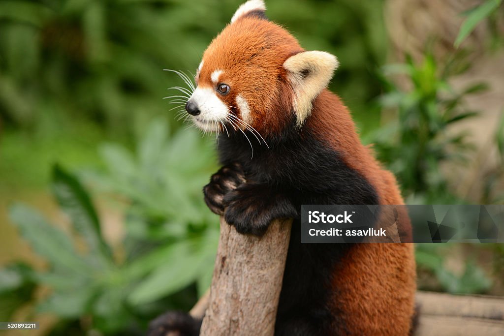 Rooted Panda Red Panda Stock Photo - Download Image Now - Animal, Animal Wildlife ...