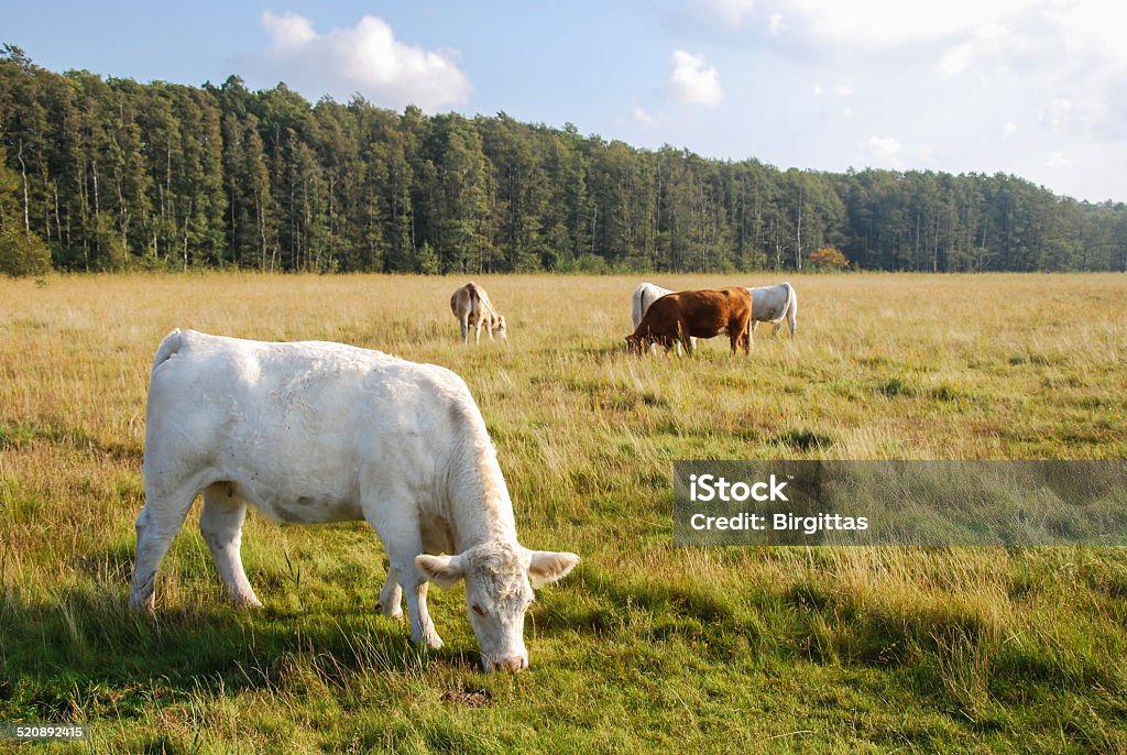 Grazing cattle Grazing cattle at a pastureland in early autumn. From sweden. Agriculture Stock Photo