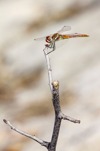 The Red-veined Dropwing, Trithemis arteriosa