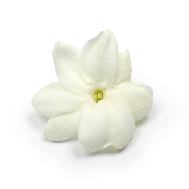 istock arabian jasmine,  jasmine tea flower 520910527