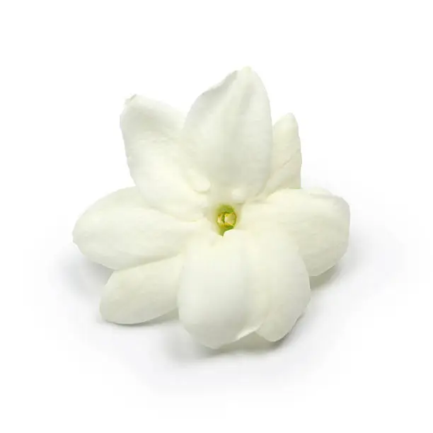 Photo of arabian jasmine,  jasmine tea flower