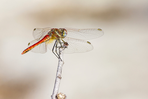 The Red-veined Dropwing, Trithemis arteriosa