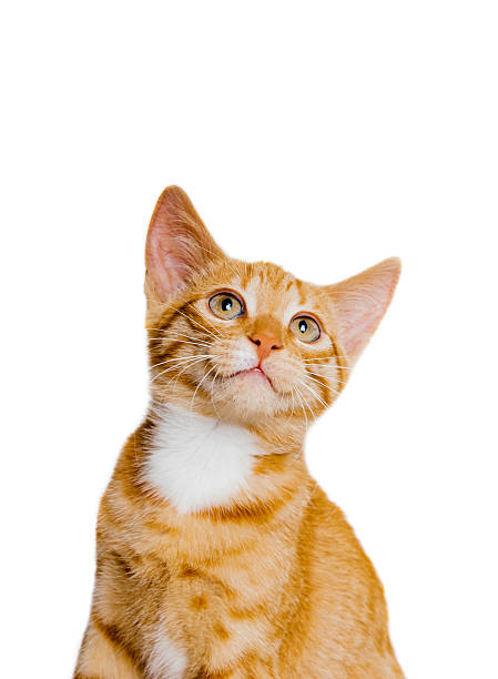 Closeup of domestic cat.  iso800