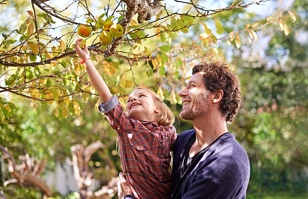 I want that one dad! Shot of a cute little girl picking apples while her dad holds her up to reach them picking stock pictures, royalty-free photos & images