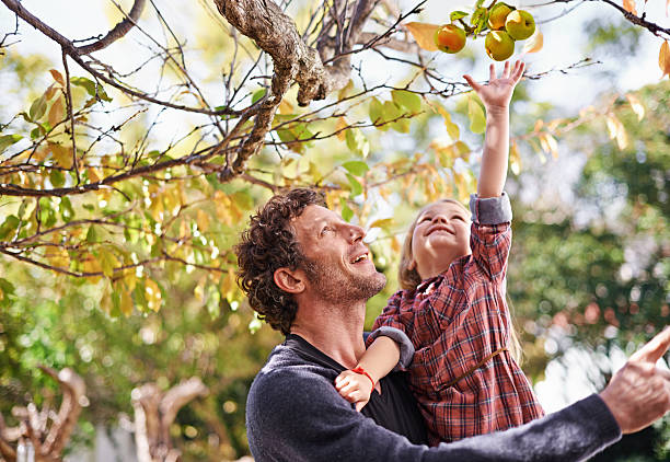 I want that one dad! Shot of a cute little girl picking apples while her dad holds her up to reach them picking stock pictures, royalty-free photos & images