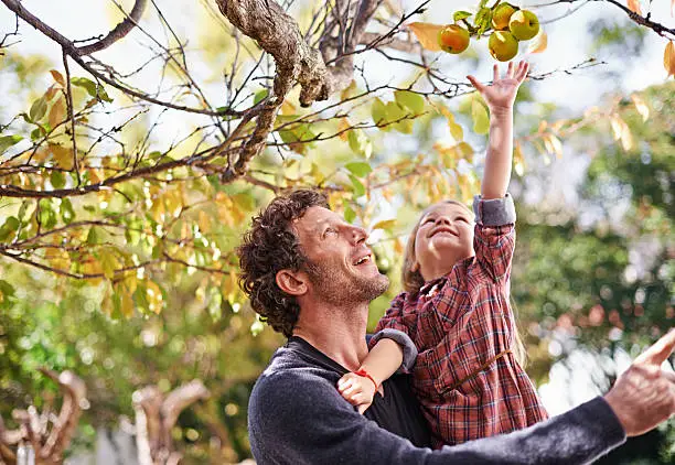 Shot of a cute little girl picking apples while her dad holds her up to reach them