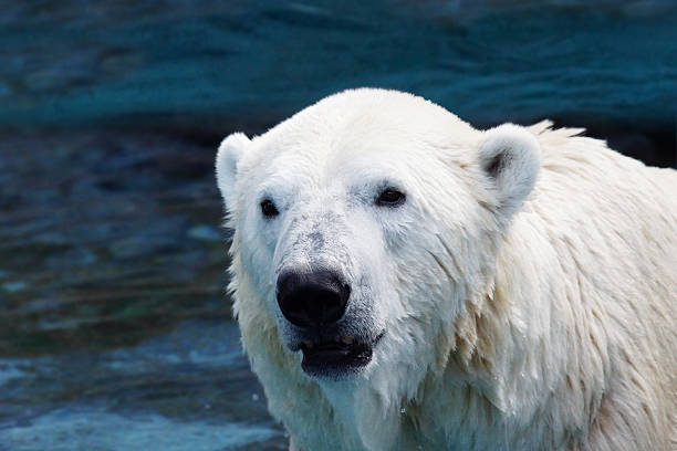 istock Wet polar bear closeup 520911967