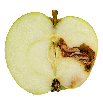 A worm (apple maggot larva) eating an apple cut in half isolated on a white background