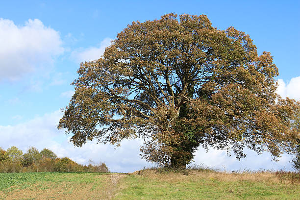istock Large sycamore tree in countryside field, autumn leaves / fall colours 520912701