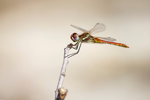 The Red-veined Dropwing, Trithemis arteriosa