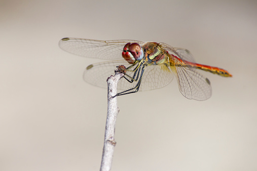 The Red-veined Dropwing, Trithemis arteriosa