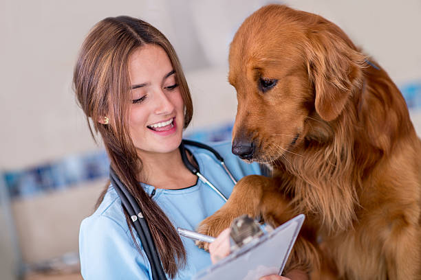 istock Puppy at the vet 520913337