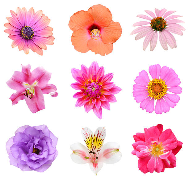 istock Collection set of Flower heads 520913679