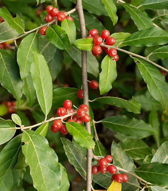 istock Ripe Autumn Olive Berries (Elaeagnus Umbellata) growing on a branch 520913697
