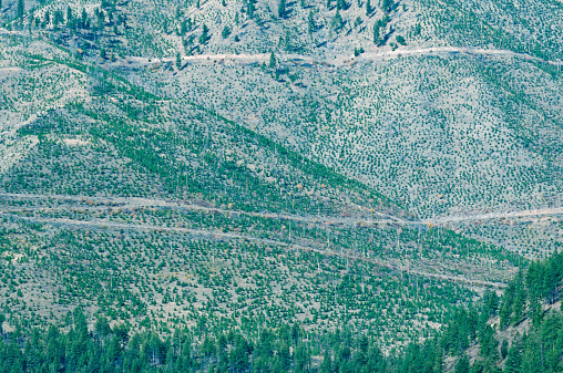 Logging roads and reforestation of planted fir trees on managed land in Rocky Mountains of western Montana