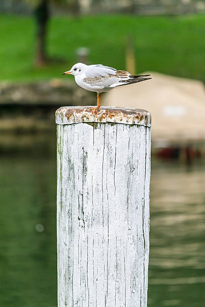 Seagull standing on a tree trunk at a lake