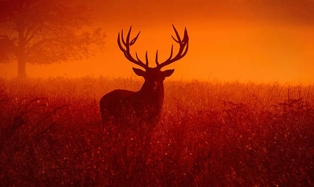 Deer stag Red Deer standing in the morning light of dawn. richmond park stock pictures, royalty-free photos & images