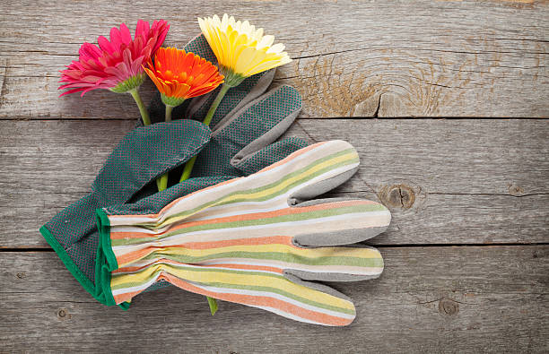 istock Gardening gloves and gerbera flowers 520914049
