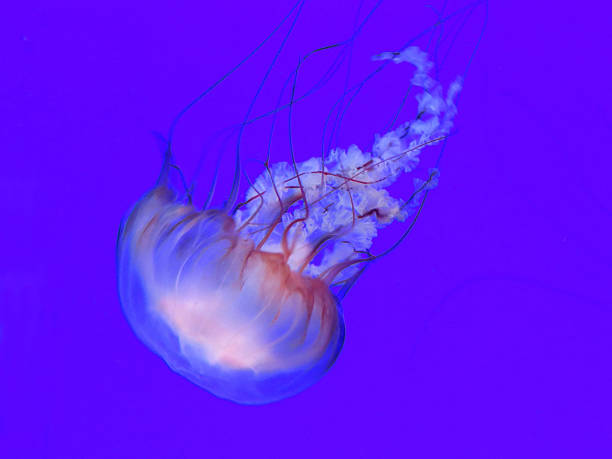 istock Jellyfish swims against purple background 520914087
