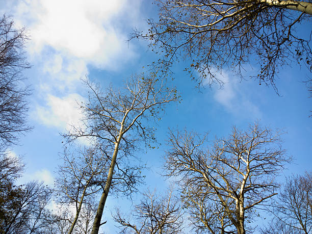 drzewa na tle nieba. - mobilestock horizontal branch tree trunk zdjęcia i obrazy z banku zdjęć