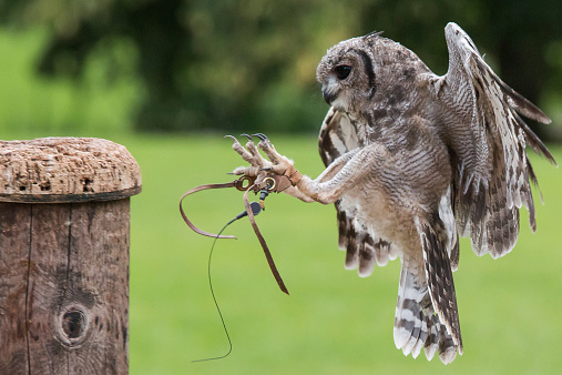 An Abyssinian Eagle Owl landing on a wooden post.