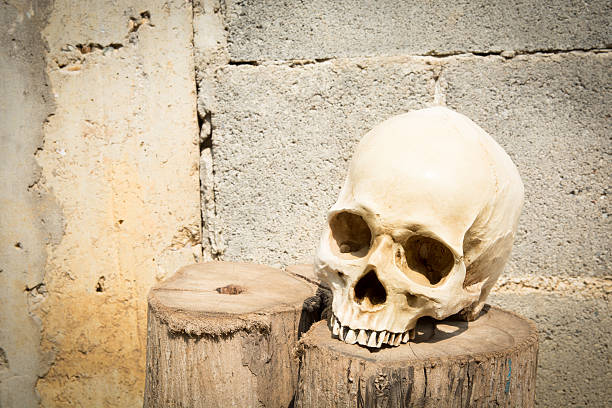 crâne humain sur bloc arrière-plan - vanitas photos et images de collection