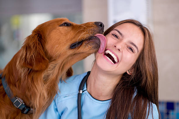 istock Happy dog at the vet 520916033