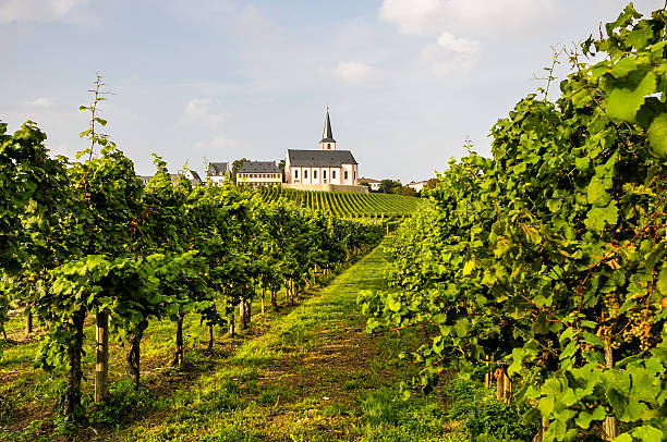 istock Green vineyard with church in Germany 520916439