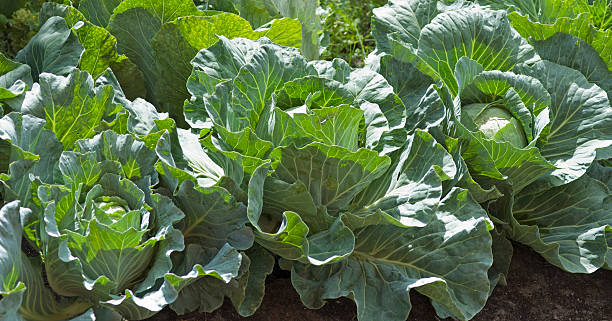 istock Cabbage heads growing on the vegetable bed 520916891